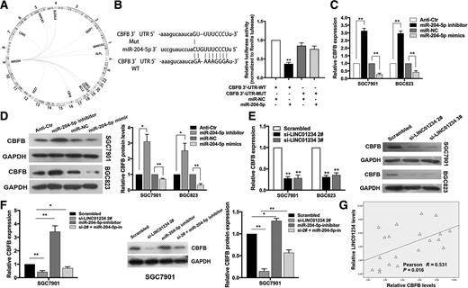 Figure 6. CBFB is a target of miR-204-5p and is suppressed by LINC01234 deletion. A, LINC01234-miR-204-5p-targets ceRNA network. B, Schematic view of miR-204-5p putative targeting site in the WT and Mut 3′ UTR of CBFB (left). Luciferase activity assay in HEK-293 T cells transfected with luciferase report plasmids containing CBFB 3′ UTR (WT or Mut), and control miRNA or miR-204-5p (right). C and D, Relative mRNA and protein levels of CBFB in SGC7901 and BGC823 cells transfected with control miRNA, miR-204-5p inhibitor or miR-204-5p mimics. E, CBFB mRNA and protein level in SGC7901 and BGC823 cells following knockdown of LINC01234. F, CBFB mRNA and protein level in SGC7901 cells following knockdown of LINC01234 and/or inhibition of miR-204-5p. G, Association analysis of the relationship between LINC01234 and CBFB expression levels, in 20 paired gastric cancer tissues. *, P < 0.05; **, P < 0.01.