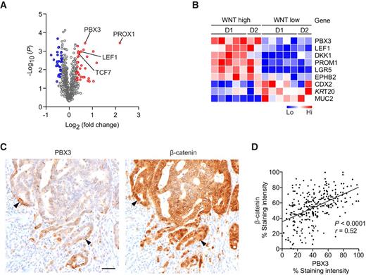 Figure 1. Expression of PBX3 in colon cancer cells with high WNT activity. A, Volcano plot for differentially expressed genes encoding for transcription factors in colon cancer cells with high and low WNT activity (GSE32408 and GSE17375). Colored dots denote genes that are significantly (P < 0.05) upregulated (red) or downregulated (blue) by 1.25-fold or more. Genes are listed in Supplementary Table S3. B, Heat maps of PBX3, selected WNT targets, and differentiation factors in these data sets (D1=GSE32408, D2=GSE17375). C and D, Representative (C) immunohistochemistry and (D) quantification of PBX3 and nuclear β-catenin on serial sections of colon cancer. Arrowheads indicate co-staining at the leading tumor edge; scale bar, 100 μm. For quantification n = 300 cells from six colorectal cancers were scored. P and r values are results of linear-regression analysis.