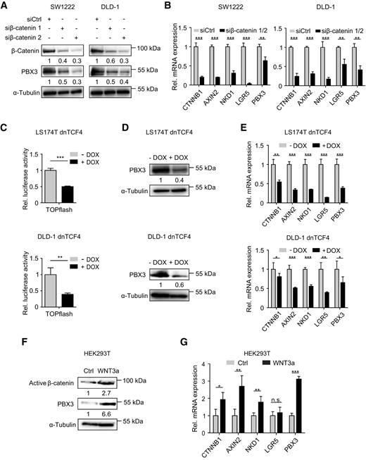 Figure 2. Effects of WNT signaling on PBX3 expression in colon cancer cells. A and B, Effects of β-catenin or control (siCtrl) knockdown by siRNA in SW1222 and DLD-1 colon cancer cells, harvested 72 hours after transfection. A, Immunoblotting for indicated proteins on whole-cell lysates. B, qRT-PCR expression analyses for indicated genes. C–E, Induction of a conditional dominant negative TCF4 allele (dnTCF4) by DOX in LS174T and DLD-1 cells. Cells were harvested 24 hours after DOX treatment. C, TOPflash dual luciferase assays. D, Immunoblotting for indicated proteins. E, qRT-PCR expression analyses for indicated genes. F and G, Stimulation of HEK293T cells with WNT3a or without stimulation (Ctrl) for 24 hours. F, Immunoblotting for indicated proteins. G, qRT-PCR expression analyses for indicated genes. Numbers below immunoblots indicate normalized fold change by densitometry. Data are mean and error bars indicate s.d. *, P < 0.05; **, P < 0.01; ***, P < 0.001; n.s. P > 0.05 by t test; n ≥ 3.