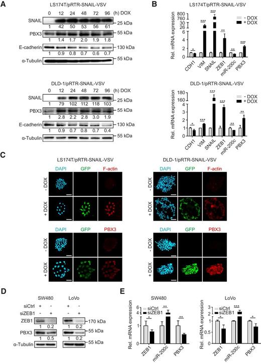 Figure 4. Effects of EMT induction on PBX3 expression in colon cancer cells. A–C, Induction of a conditional SNAIL allele in LS174T and DLD-1 cells by DOX. A, Immunoblotting for indicated proteins at indicated time points after DOX treatment. B, Gene-expression analyses by qRT-PCR for indicated genes after 72 hours with or without DOX treatment. C, Representative confocal immunofluorescence for indicated proteins after 72 hours with or without DOX treatment; scale bars, 50 μm. D and E, Effects of ZEB1 or control (siCtrl) knockdown by siRNA in SW480 and LoVo colon cancer cells, harvested 72 hours after transfection. D, Immunoblotting of indicated proteins on whole-cell lysates. E, Gene-expression analyses by qRT-PCR for indicated genes. Numbers below immunoblots indicate normalized fold change by densitometry. Data are mean and error bars indicate s.d. *, P < 0.05; **, P < 0.01; ***, P < 0.001 by t test; n ≥ 3.
