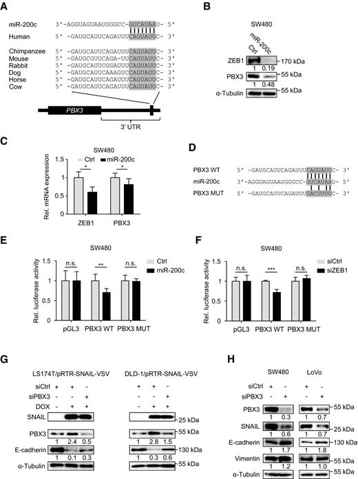 Figure 5. Modulation of PBX3 expression by miR-200c and requirement of PBX3 for EMT in colon cancer cells. A, Illustration of the PBX3 3′-UTR indicating phylogenetic conservation of a miR-200 seed-matching sequence. B and C, Transfection of SW480 cells with miR-200c or non-targeting (Ctrl) oligonucleotides for 48 hours. B, Immunoblotting for indicated proteins on whole cell lysates. C, qRT-PCR expression analyses for indicated genes. D, 3′-UTRs of PBX3 with wild-type (WT) and mutated (MUT) miR-200 seed matching sequences. E and F, Effects on dual luciferase reporter assays in SW480 cells transfected with pGL3 carrying WT or MUT 3′-UTRs of PBX3, or with empty vector (pGL3). E, Co-transfection of miR-200c or non-targeting (Ctrl) oligonucleotides for 72 hours. F, Co-transfection of ZEB1 or control (siCtrl) siRNA for 72 hours. G, Induction of a conditional SNAIL allele in LS174T and DLD-1 cells by DOX and immunoblotting for indicated proteins on whole-cell lysates after PBX3 or control (siCtrl) knockdown by siRNA for 72 hours. H, Immunoblotting for indicated proteins on whole cell lysates of SW480 and LoVo colon cancer cells after PBX3 or control (siCtrl) knockdown by siRNA for 72 hours. Numbers below immunoblots indicate normalized fold change by densitometry. Data are mean and error bars indicate s.d.; *, P < 0.05; **, P < 0.01; ***, P < 0.001; n.s. P > 0.05 by t test; n ≥ 3.