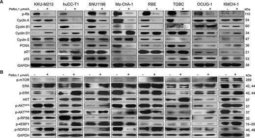 Figure 2. Effect of palbociclib on the levels of putative target proteins in human ICC cell lines. Western blot analysis of cell cycle–related proteins (A) as well as AKT/mTOR and Ras/MAPK pathways (B) after treatment with the indicated doses of palbociclib for 3 days in eight representative ICC cell lines. Abbreviation: Palbo, palbociclib.