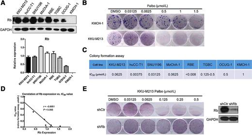 Figure 3. Palbociclib inhibits ICC cell growth in an Rb-dependent manner in vitro. A, Western blot analysis of Rb in ICC cell lines. B, Crystal violet staining of colonies from KMCH and KKU-M213 cell lines treated with the indicated doses of palbociclib. C, IC50 values calculated by quantifying the Crystal violet staining of colonies from eight ICC cell lines. D, The correlation analysis of Rb expression and IC50 value after two weeks treatment of palbociclib with the indicated doses of palbociclib in human cholangiocarcinoma (ICC) cell lines. The data were analyzed using the Pearson correlation method. R and P value are presented on the graph. E, Crystal violet staining of colonies in KKU-M213 cell line infected with shCtr or shRB. Abbreviations: Palbo, palbociclib; shCtr, control.