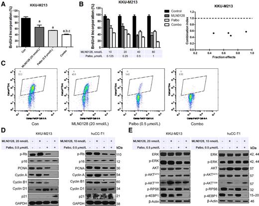 Figure 4. Effect of combined palbociclib/MLN0128 treatment on ICC cell proliferation and cell cycle. A, Combining palbociclib with MLN0128 resulted in reduced cell proliferation in the KKU-M213 cell line. B, The enhanced inhibitory effect of palbociclib/MLN0128 combination on ICC in vitro growth is a synergistic action. C, Enhanced cell-cycle arrest in the KKU-M213 cell line treated with palbociclib plus MLN0128. The percentages of cells in the S-phase are shown. D, Representative Western Blot analysis of proliferation signaling pathways in KKU-M213 and huCC-T1 cell lines. E, Representative Western blot analysis of AKT/mTOR and Ras/MAPK signaling pathways in KKU-M213 and huCC-T1 cell lines. Tukey–Kramer test: at least P < 0.001. a, vs. control; b, vs. MLN0128; c, vs. Palbo; d, vs. Combo. Abbreviations: Combo, combined palbociclib/MLN0128 treatment; Con, Control; Palbo, palbociclib.