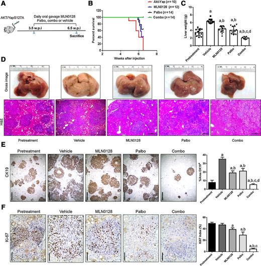 Figure 5. Palbociclib/MLN0128 combination has a potent antineoplastic effect in ICC lesions from AKT/YapS127A mice. A, Study design. w.p.i., weeks postinjection. B, Survival curve of AKT/YapS127A mice pretreated and treated with MLN0128, palbociclib, palbociclib/MLN0128, and vehicle. C, Liver weight of pretreatment, vehicle-, MLN0128-, palbociclib-, and MLN0128/palbociclib-treated AKT/YapS127A mice. D, Gross images and H&E staining of livers from pretreatment, vehicle-, MLN0128-, palbociclib-, and palbociclib/MLN0128-treated AKT/YapS127A mice. Magnification, ×100; scale bar, 200 μm. E, CK19 (magnification, ×40; scale bar, 500 μm) and (F) Ki-67 (magnification, ×200; scale bar, 100 μm) staining in livers from AKT/YapS127A mice subjected to the various treatments. CK19 staining was quantified and represented as the percentage of the positive staining area of the whole section area. Ki-67–positive cells were counted and quantified as proliferation index. Tukey–Kramer test: at least P < 0.001. a, vs. Pretreatment; b, vs. Vehicle; c, vs. MLN0128; d, vs. Palbo; e, vs. Combo. Abbreviations: Combo, combined palbociclib/MLN0128 treatment; Palbo, palbociclib.