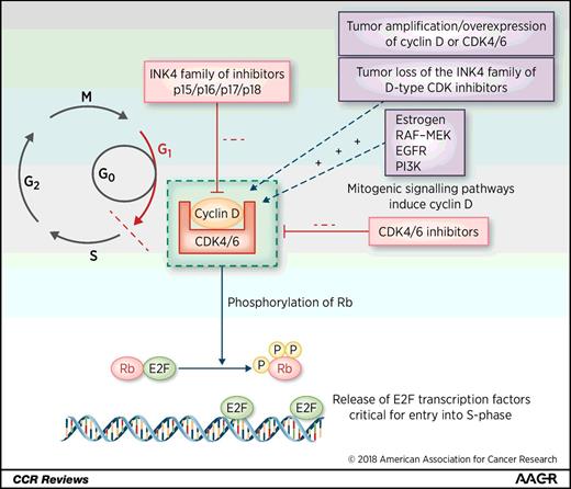 To Cycle or Fight—CDK4/6 Inhibitors at the Crossroads of Anticancer ...