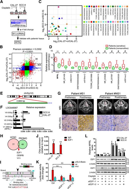 Figure 1. Differential expression of lncRNAs induced by cisplatin in TSCC cells and chemosensitive or nonsensitive tumors. A, Schematic flowchart depicting the strategy for microarray analysis and validation of lncRNAs. B, Scatter plot of lncRNA expression in TSCC cells with or without cisplatin treatment. The red dots indicate differentially expressed lncRNAs (fold change ≥ 2); black dots indicate a fold change less than two in both cell lines, whereas green dots and blue dots indicate fold changes less than two in the SCC-9 and CAL-27 cells, respectively. X and y axes, normalized sample signal values (log2 scale). C, Thirty-eight lncRNAs upregulated by cisplatin treatment were identified by qRT-PCR in both CAL-27 and SCC-9 cells. D, Eleven lncRNAs were significantly upregulated in TSCC tumors from chemosensitive and nonchemosensitive patients. E, Schematic annotation of the MPRL genomic locus on chr5:43,016,152–43,019,003 in humans. Green rectangles represent exons. F, The expression of five splice variants of LOC648987 in CAL-27 and SCC-9 cells. G, Representative images (MRI scanning) of tumor response (top plots) and MPRL expression (bottom plots) in tissue specimens from patients with chemosensitive (S) and nonchemosensitive (NS) tumors. Scale bar, 20 μm. H, Prediction of TFs of MPRL by overlaying ChIP-seq data from UCSC and the virtual laboratory of PROMO. I, Binding motif analysis showing enriched E2F1 motifs in the MPRL promoter; the arrow indicates the binding sites with the highest score. The green to red color gradation is based on the ranking of each binding site from the minimum (green) to maximum (red) scores, which were analyzed by JASPAR. J, ChIP-qPCR analysis of the E2F1 genomic occupancy in the MPRL promoter in CAL-27 and SCC-9 cells, as indicated. K, Luciferase assay showing that E2F1 knockdown inhibits MPRL promoter activity in CAL-27 cells. L, Cisplatin induced upregulation of E2F1 and MPRL expression, whereas silencing E2F1 decreased MPRL levels in both TSCC cell lines. #, P < 0.05; *, P < 0.01, and **, P < 0.001 versus control, two-tailed Student t tests (D and J); **, P < 0.001, one-way ANOVA followed by Dunnett tests (K and L).