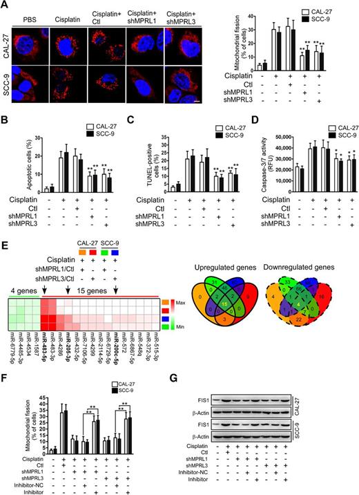 Figure 2. MPRL promotes mitochondrial fission and cisplatin sensitivity in TSCC through the miR–483-5p–FIS1 axis. A–D, Knockdown of MPRL attenuated mitochondrial fission and apoptosis in CAL-27 and SCC-9 cells. Mitochondrial fission was detected by staining with MitoTracker Red (left panel) and quantified (right, A); Scale bar, 3 μm; cell apoptosis was detected using flow cytometry (B), TUNEL (C), and caspase-3/7 activity assays (D). E, Target miRNAs of MPRL were screened by microarray in cells treated with cisplatin. Heat map (left plot) and Venn diagrams (right) depicted differentially expressed miRNAs in cisplatin-treated CAL-27 and SCC-9 cells stably expressing shMPRLs (fold change ≥ 1.5). F, The inhibitory effect of MPRL knockdown on mitochondrial fission was attenuated after inhibiting miR–483-5p levels. Mitochondrial fission was detected by staining with MitoTracker Red. G, Western blot analysis showed that the inhibitory effect of MPRL knockdown on FIS1 expression was attenuated after inhibiting miR–483-5p levels. *, P < 0.01 and **, P < 0.001, two-tailed Student t tests.