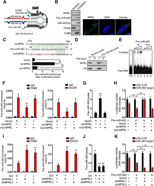 Figure 3. MPRL can directly bind to the loop of pre–miR–483. A, Predicted binding sites between MPRL and pre–miR–483; ΔG, free energy. B, Northern blotting (left plot) and FISH (right plot) revealed that MPRL was located in both the nuclear and cytoplasm but was predominantly located in the cytoplasm, whereas pre–miR–483 and miR–483-5p were mainly located in the cytoplasm; scale bar, 3 μm. C, MPRL can directly bind to pre–miR–483 in vivo. CAL-27 cells were transfected with wt-MPRL or mut-MPRL or empty vector. Twenty-four hours after transfection, cells were harvested for biotin-based pull-down assays. The seed region of wt and mut-MPRL is shown (top plot). Pre–miR–483 was analyzed by qRT-PCR (bottom plot). D, Pre–miR–483 can bind to MPRL in vivo. Cytoplasmic lysates of CAL-27 cells were incubated with magnetic beads coated with biotin-labeled probes specific to pre–miR–483 or random probes. After the beads were washed and the bead/RNA complexes were enriched, RNA was eluted from the streptavidin beads and analyzed by Northern blot. I, input (10% of each sample); P, pellet (100% of each sample). E, EMSA showed that pre–miR–483 selectively binds in vitro to wt-MPRL (lanes 1–3) but not mut-MPRL (lanes 4–6). F and G, Overexpression of wt-MPRL but not mut-MPRL reduced the coimmunoprecipitated pre–miR–483 with TRBP or DICER and increased pre–miR–483 levels in CAL-27 cells. H, Luciferase reporter assays to test miR–483-5p functionality upon MPRL overexpression. CAL-27 cells were cotransfected with the indicated reporter vector, pre–miR–483, and with either wt-MPRL or mut-MPRL. Relative firefly luciferase/Renilla activity was determined and enhanced by MPRL overexpression compared with the control vector (pGL3-Control). I and J, Knockdown of MPRL increased the coimmunoprecipitated pre–miR–483 with TRBP or DICER and reduced pre–miR–483 levels in CAL-27 cells. K, Luciferase activity was downregulated by silencing MPRL. **, P < 0.001, one-way ANOVA followed by Dunnett tests for multiple comparisons.