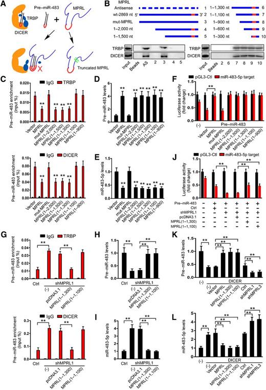 Figure 4. MPRL inhibits pre–miR–483 recognition and cleavage by the TRBP–DICER complex in CAL-27 cells. A, Schematic representation of inhibition of pre-miRNA recognition and cleavage by DICER–TRBP complex in the presence of MPRL. B, Serial deletions of MPRL were used in RNA pull-down assays to identify valid length of MPRL that is required for physically masking the recognition of pre–miR–483 by the TRBP–DICER complex.C, Site-directed mutagenesis of MPRL to 1,100 nt resulted in the inability of MPRL to mask the recognition of pre–miR–483 by TRBP and DICER. D and E, Overexpression of truncated isoforms of MPRL increased pre–miR–483 levels (D) and subsequently reduced miR–483-5p levels (E), whereas mutant MPRL (1–1,100) had no effect. F, Luciferase reporter assays showed that miR–483-5p function was inhibited by overexpression of truncated MPRL. G, Forced expression of the truncated MPRL (1–1,300) but not the MPRL (1–1,100) abolished the increase in pre–miR–483 immunoprecipitated with TRBP and DICER by depletion of endogenous MPRL. H and I, Overexpression of MPRL (1–1,300) and MPRL (1–1,100) increased pre–miR–483 levels (H) and reduced miR–483-5p levels (I). J, Luciferase reporter assays demonstrated that MPRL (1–1,300) and MPRL (1–1,100) overexpression abolished the increase in miR–483-5p functionality by MPRL depletion. K and L, qRT-PCR demonstrated that overexpressing MPRL or the truncated isoforms (1–1,300) and (1–1,100) prevented the reduction in pre–miR–484 (K) and attenuated the increase in miR–483-5p (L) induced by DICER, whereas silencing MPRL had the opposite effects. *, P < 0.01 and **, P < 0.001, one-way ANOVA followed by Dunnett tests for multiple comparisons.