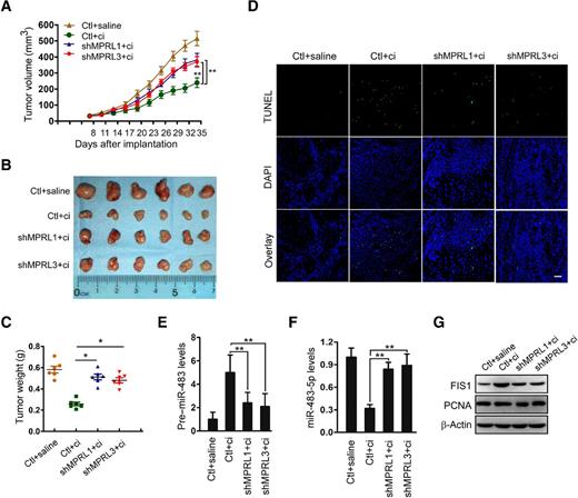 Figure 5. MPRL knockdown inhibits apoptosis and cisplatin sensitivity in CAL-27 cell xenografts in BALB/c nude mice. A, Tumor growth curves for CAL-27 tumors. BALB/c nude mice bearing xenografts of CAL-27 cells with stable knockdown of MPRL or negative control (Ctl) were treated with saline or cisplatin (n = 6 per group). The results are expressed as the mean ± SEM. B, Photomicrographs of tumors from each group at day 35. C, Tumor weight for each group. D, TUNEL assays showed that apoptosis in response to cisplatin was attenuated by MPRL knockdown; scale bar, 20 μm. E and F, MPRL knockdown decreased pre–miR–483 expression (E) but upregulated miR–483-5p expression (F) in CAL-27 cell xenografts upon treatment with cisplatin. G, Western blot showing the inhibitory effect of MPRL knockdown on FIS1 expression but not PCNA expression in cisplatin-treated tumors. (A) **, P < 0.001, two-way ANOVA followed by Bonferroni post test; (C, E, F) *, P < 0.01 and **, P < 0.001, one-way ANOVA followed by Dunnett tests for multiple comparisons.