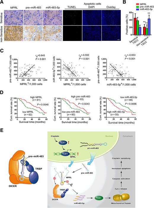 Figure 6. MPRL, pre–miR–483, and miR–483-5p expressions correlate with chemosensitivity and prognosis in TSCC patients. A, MPRL, pre–miR–483, and miR–483-5p expression and apoptosis were demonstrated in chemosensitive versus nonsensitive TSCC samples. MPRL, pre–miR–483, and miR–483-5p expression was analyzed using ISH (×200); apoptosis was detected using TUNEL assays; scale bar, 20 μm. B, Quantification of MPRL, pre–miR–483, and miR–483-5p expression in chemosensitive versus nonsensitive TSCC tumors. C, Associations among MPRL, pre–miR–483, and miR–483-5p expression in TSCC were analyzed via Spearman rank order correlation. D, Kaplan–Meier survival curves for TSCC patients were plotted for MPRL, pre–miR–483, and miR–483-5p expression, and survival differences were analyzed using a log-rank test. **, P < 0.001, two-tailed Student t tests. E, Schematic diagram depicting the proposed model in which MPRL regulates pre–miR–483 processing and determines mitochondrial fission and cisplatin sensitivity. (Left plot) TRBP recruits pre–miRNA-483 to the TRBP–DICER complex and ensures efficient pre–miRNA-483 processing. (Right plot) E2F1 transactivates MPRL expression under cisplatin treatment conditions. MPRL directly binds to the loop of pre–miR–483 and inhibits pre-miRNA recognition by physically masking the TRBP-binding sites and blocking its stable association and cleavage by the TRBP–DICER complex, which compromises miR–483 generation and enhances FIS1 expression along with upregulated mitochondrial fission and cisplatin sensitivity.
