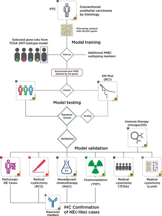 Figure 1. Summary flowchart of NE classifier development. A cohort of 175 prospective cases was used for initial model training using a set of 84 genes selected from machine-learning approaches and literature review. A clustering solution was used to train a random forest model, which was tested on an additional cohort (RC1) and retrained if necessary. The final model was locked and proceeded to validation on 6 additional cohorts, including the TCGA MIBC cohort and a set of pathologic NE MIBC cases. Candidate NE-like cases were stained with neuronal IHC markers. See main text for additional details.