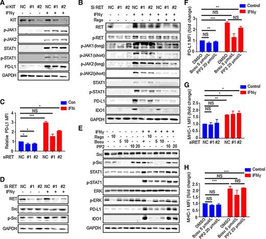 Figure 2. Regorafenib inhibited the JAK1/2-STAT1 pathway through RET–Src signaling. A and B, Effect of KIT or RET knockdown on JAK1/2-STAT1 pathway activity and PD-L1 expression. ME4405 cells were transfected with indicated siRNA for 48 hours and treated with regorafenib and IFNγ for another 24 hours. C, MFI fold change values of PD-L1 in RET knockdown ME4405 cells with or without IFNγ exposure. D, Decrease of p-Src in RET knockdown ME4405 cells. E, Changes of p-Src, p-ERK, and p-STATs activity in bosutinib-, PP2-, and regorafenib-treated ME4405 cells with or without IFNγ exposure. F, Change of PD-L1 MFI values in bosutinib- and PP2-treated ME4405 cells with or without IFNγ exposure. G, MFI fold change values of MHC-I in RET knockdown ME4405 cells with or without IFNγ exposure. H, MFI fold change values of MHC-I in bosutinib- and PP2-treated ME4405 cells with or without IFNγ exposure. Error bars, SEM. Unpaired two-tailed t test. NS, not significant; ***, P < 0.001; **, P < 0.01; *, P < 0.05.