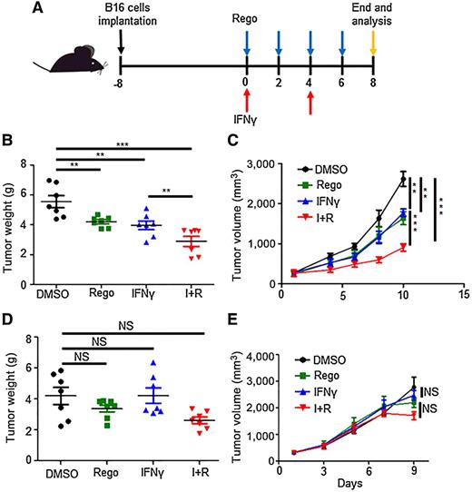 Figure 4. Regorafenib enhanced the antitumor effect of IFNγ depending on intact T-cell immunity in vivo. A, In vivo experimental layout. B16/F10 cells were inoculated into C57BL/6 mice or nude mice. B and C, Xenograft volume and weight from C57BL/6 mice (control and IFNγ, n = 6; regorafenib and combination, n = 6). D and E, Xenograft volume and weight from nude mice (control and IFNγ, n = 6; regorafenib and combination, n = 6). Error bars, SEM. Unpaired two-tailed t test. NS, not significant; ***, P < 0.001; **, P < 0.01; *, P < 0.05.