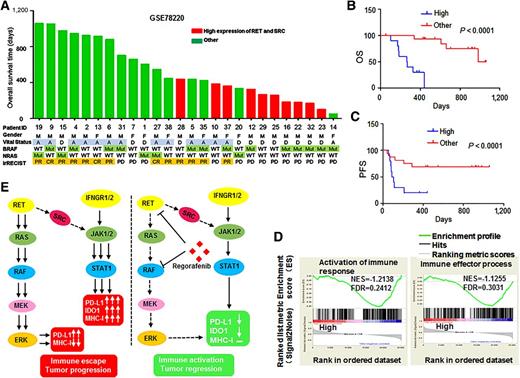 Figure 6. The correlation between RET-Src expression and clinical response to PD-1 blockade therapy. A, Histogram representation of clinical benefit of anti–PD-1 based on RET and Src expression. Columns are shaded to indicate RET and Src expression status (high RET and Src coexpression group, red; the other group, green. Gender: M = male; F = female. Vital status: A = alive; D = dead. Mutation status: WT = wild; Mut = mutation). Immune-related Response Evaluation Criteria in Solid Tumors (irRECIST): CR = complete response; PR = partial response; PD = progression of disease. B and C, Kaplan–Meier survival curves of OS and PFS compared between the high RET and Src coexpression group and the other group. The transcriptome data were obtained from patients with melanoma before anti–PD-1 therapy (GSE78220). D, GSEA between the high RET and Src coexpression group and the other group in patients before anti–PD-1 therapy (GSE78220). E, RET-Src co-high expression lead to superactivation of the JAK1/2–STAT1 pathway. By targeting the RET–Src axis and BRAF, regorafenib inhibited the MAPK and JAK1/2–STAT1 at the same time and subsequently attenuated the IFNγ-induced PD-L1 and IDO1 expression without affecting MHC-I much.