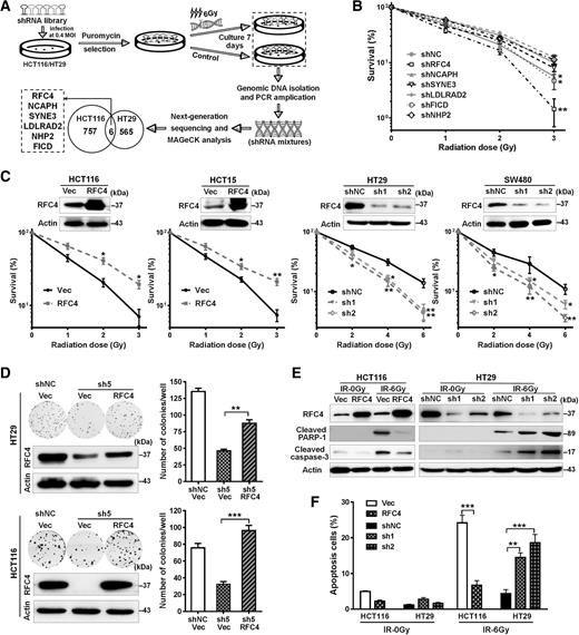 Genome-wide RNAi Screening Identifies RFC4 as a Factor That Mediates ...