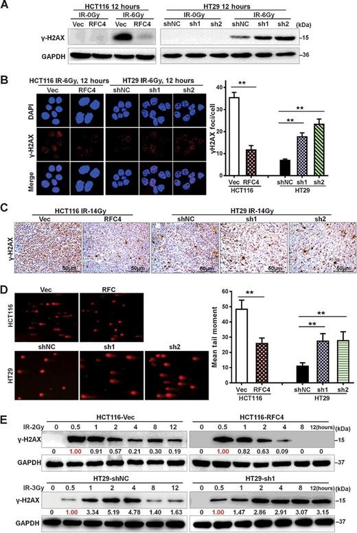Genome-wide RNAi Screening Identifies RFC4 as a Factor That Mediates ...