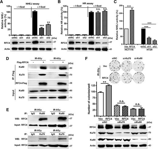 Genome-wide RNAi Screening Identifies RFC4 as a Factor That Mediates ...