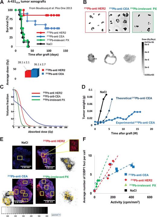 Figure. 1. In vivo evidence for nontargeted effects. A, Kaplan–Meier survival analysis of mice bearing intraperitoneal A-431 tumor cell xenografts that received a single i.p. injection of NaCl, or 1.48 MBq of 212Pb-anti-CEA mAb, 212Pb-anti-HER2 mAb, or 212Pb-PX (nonspecific mAb) at day 5 after graft (data from ref. 33). B, Representative DAR images of tumor sections at 17 hours after RIT. Gray scale bar shows the calculated dose per decay (Gy/Bq.s). C, Histograms showing the tumor volume in function of the absorbed dose for A-431CEA cell xenografts from mice treated with 212Pb-anti-HER2 mAb (red), 212Pb-anti-CEA mAb (blue), and 212Pb-PX (green). A representative tumor for each group was selected and used as input for the simulation of the voxel absorbed dose. About 30% of the 212Pb-anti-CEA mAb–treated tumor received 0 Gy of absorbed dose. D, The experimental tumor growth was determined by measuring the bioluminescence signal over time (212Pb-anti-CEA mAb–treated mice). The theoretical curve was established by considering that 30% of the tumor volume of 212Pb-anti-CEA mAb–treated mice behaved like tumors from NaCl-treated mice (theoretical curve). E, IHC analysis of 53BP1 foci in the frozen section adjacent to the one used for DAR. DAR images (as reported in B) are also shown. The distribution of 53BP1 foci was determined in 100 cells for each tumor area (6–7 tumor areas for each mouse). Some of the selected tumor areas are highlighted in yellow in the IHC analysis panels and the relevant DAR panels. F, For each radiolabeled 212Pb-mAb, the average number of 53BP1 foci per cell (counted in each tumor area) was plotted as a function of the activity (cpm/mm2) determined by DAR in the corresponding tumor area.