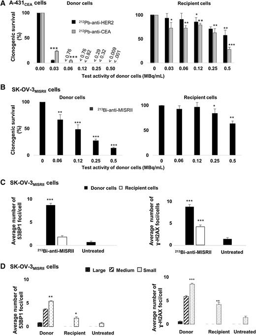 Figure 2. In vitro evidence for nontargeted effects. Clonogenic cell survival was assessed in donor and recipient cells 12 days after exposure to increasing activities (0–0.5 MBq/mL) of radiolabeled mAbs for 90 minutes (donor cells), or incubation in culture medium in which donor cells were cultured for 2 hours (recipient cells). A, A-31CEA donor cells were exposed to 212Pb-anti-CEA (gray) or 212Pb-anti-HER2 mAbs (black). B, SK-OV-3MISRII donor cells were exposed to 213Bi-anti-MISRII mAb. C, The mean number ± SD of 53BP1 and γH2AX foci per cell was determined by immunofluorescence in SK-OV-3MISRII donor cells exposed to 0.5 MBq/mL 213Bi-anti-MISRII mAb and in the corresponding recipient cells (n = 100 cells/group). D, 53BP1 and γH2AX foci were classified as large, medium, and small in donor, recipient, and untreated cells according to size criteria shown in Supplementary Fig. S3. Results are the mean ± SD of three experiments performed in triplicate. *, P < 0.05; **, P < 0.01; and ***, P < 0.001 compared with untreated cells.