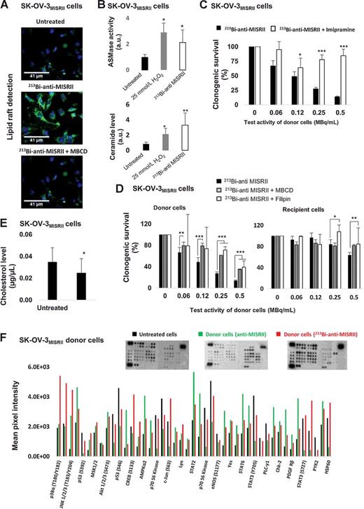 Figure 3. Lipid raft–mediated activation of signaling pathways. A, Lipid rafts were detected by immunofluorescence analysis using Alexa-488–conjugated cholera toxin B (green) in untreated and treated (213Bi-mAb or 213Bi-mAb + MBCD) SK-OV-3MISRII cells. Nuclei were stained with Hoechst (blue). B, ASMase and ceramide levels were measured in SK-OV-3MISRII cells by flow cytometry analysis after incubation with 25 mmol/L H2O2 (positive control) or with 213Bi-anti-MISRII mAbs. C, Clonogenic survival of SK-OV-3MISRII donor cells incubated with 213Bi-mAb or 213Bi-mAb and imipramine (an ASMase inhibitor). D, Clonogenic cell survival of SK-OV-3MISRII donor cells coincubated or not with 213Bi-anti-MISRII mAb and filipin or MBCD (two lipid raft disruptors) and of the corresponding recipient cells. E, Cholesterol level in cell extracts of untreated and MBCD-treated SK-OV-3MISRII cells. Results are the mean ± SD of three (four for the clonogenic assays) experiments performed in triplicate. *, P < 0.05; **, P < 0.01; and ***, P < 0.001 compared with untreated cells. F, The phosphorylation level of 46 kinases activated in SK-OV-3MISRII donor cells exposed or not (untreated) to unlabeled or 213Bi-labeled anti-MISRII mAbs was assessed using the Human Phospho-Kinase Array (Proteome Profiler Array; R&D Systems). For each kinase, Image J software was used to determine the pixel intensity.