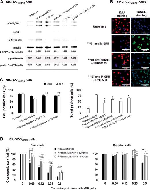 Figure 4. Pharmacologic inhibition of MAPK pathways and involvement of lipid rafts in vitro. A, The expression of phosphorylated p38 (p-p38), SAPK/JNK (p-SAPK/JNK), and NF-κB (p-NF-κB) was determined by Western blotting using extracts of SK-OV-3MISRII cells exposed to 213Bi-mAbs and/or catalase or DMSO. B, EdU and TUNEL (48 hours after RIT) staining of SK-OV-3MISRII donor cells preincubated or not with 10 μmol/L of SP600125 (JNK inhibitor) or 10 μmol/L of SB203580 (p38 inhibitor) for 30 minutes and then exposed to 0–0.5 MBq/mL 213Bi-anti-MISRII mAb in the presence or not of the inhibitors for 90 minutes. C, Quantification of EdU-positive (at 24 and 48 hours after treatment) and TUNEL-positive (at 48 hours) SK-OV-3MISRII cells relative to all cells. D, SK-OV-3MISRII donor cells were preincubated or not with 10 μmol/L of SP600125 or 10 μmol/L of SB203580 for 30 minutes and then exposed to 0–0.5 MBq/mL 213Bi-anti-MISRII mAb in the presence or not of the JNK and p38 inhibitors. Clonogenic cell survival was determined in donor and recipient cells. Results are the mean ± SD of four experiments performed in triplicate. *, P < 0.05; **, P < 0.01; and ***, P < 0.001 compared with untreated cells.