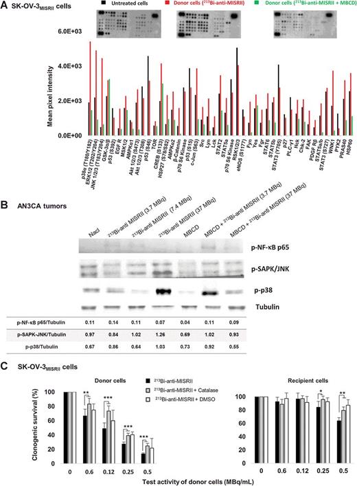 Figure 5. MBCD effect on protein kinase expression and antioxidant defenses during alpha RIT in SK-OV-3MISRII cells. A, The phosphorylation level of 46 kinases activated in SK-OV-3MISRII donor cells exposed or not (untreated) to 213Bi-anti-MISRII mAb or 213Bi-anti-MISRII mAb + MBCD (lipid raft disruptor) was determined using the Human Phospho-Kinase Array (Proteome Profiler Array; R&D Systems). For each kinase, ImageJ software was used to determine the pixel intensity. B, The expression of phosphorylated (p)-p38, p-SAPK/JNK, and p-NF-κB was determined by Western blotting using extracts of AN3CA tumors of mice exposed to low (3.7 MBq and 7.4 MBq) and high activities (37 MBq) of 213Bi-anti-MISRII mAb combined or not with MBCD. C, SK-OV-3MISRII donor cells were preincubated with catalase or 0.5% DMSO for 20 minutes before exposure to 213Bi-anti-MISRII mAbs in the presence of these ROS scavengers. Control cells were incubated only with 213Bi-anti-MISRII mAbs. Clonogenic cell survival of donor (left) and recipient cells (middle) was measured. Results are the mean ± SD of four experiments performed in triplicate. *, P < 0.05; **, P < 0.01; and ***, P < 0.001 compared with cells exposed only to 213Bi-anti-MISRII mAb.