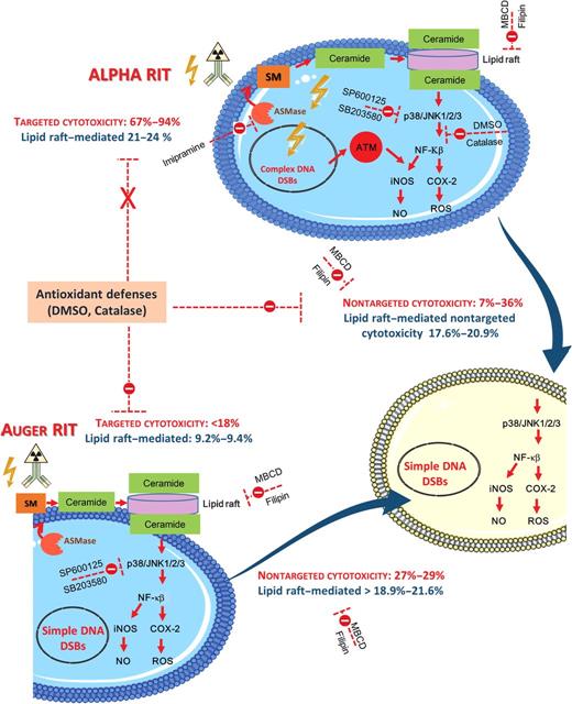 Figure 7. Contribution of targeted and nontargeted effects during Auger RIT using 125I-mAbs or alpha RIT using 212Pb- or 213Bi-mAbs. The contribution of targeted and nontargeted effects of RIT with 213Bi-anti-MISRII, 212Pb-anti-CEA, 212Pb-anti-HER2, 125I-anti-CEA mAbs, or 125I-UdR to cell killing in the presence or not of lipid raft disruptors (filipin, MBCD) or antioxidants (catalase, DMSO, or N-acetyl cysteine) was determined using a Bliss independence mathematical model. Both Auger and alpha RIT activate ASMase through ROS production. ASMase catalyzes sphingomyelin hydrolysis to ceramide and phosphorylcholine, and contributes to the formation of ceramide-enriched domains that activate p38/JNK1/2/3, and NF-κB and downstream signaling pathways. Alpha RIT–targeted effects produced large 53BP1 and γH2AX foci (assimilated to complex DNA lesions), as indicated by immunofluorescence analysis (see Fig. 1). Conversely, Auger RIT–targeted effects and Auger and alpha RIT–nontargeted effects produced small foci that could represent single DNA lesions. Antioxidant agents reduce the nontargeted effects of both Auger and alpha RIT, but only the targeted effects of Auger RIT. The proportion of cells killed via a lipid raft–mediated process is also indicated. iNOS, inducible nitric oxide synthase; NO, nitric oxide; SM, sphingomyelin.
