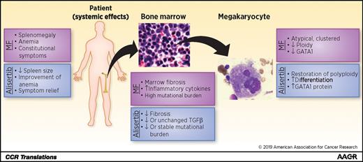 Figure 1. Observed effects of alisertib on the clinical and molecular manifestations of myelofibrosis (MF). Alisertib treatment in patients with myelofibrosis had positive outcomes at the systemic, tissue, and cellular level. Along with partial mitigations of splenomegaly, anemia, and symptomatic relief, alisertib decreased detectable fibrosis and reestablished normal megakaryocyte function. AURKA inhibition also restored GATA1 function and decreased or stabilized the variable allele frequency of detectable pathogenic mutations (bone marrow and megakaryocyte images used under license from Shutterstock.com).