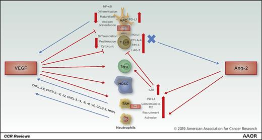 Figure 1. The interaction between angiogenesis and the tumor immune microenvironment. The VEGF family can suppress the maturation, differentiation, and antigen presentation of APCs, DCs, and T cells, while both VEGF and Ang-2 can augment the suppressive effect of Tregs, TAMs, and MDSCs. MMPs, metalloproteinases.