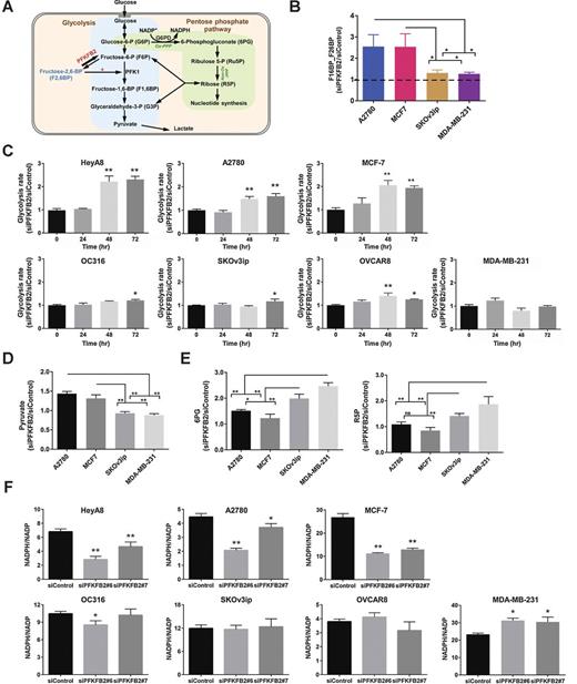 Figure 2. Identification of the mechanism(s) by which silencing PFKFB2 alters glycolysis and the PPP. A, Working model demonstrating the regulation of glycolysis and PPP by PFKFB2 in cancer cells. B, Measurement of F1,6BP and F2,6BP. The concentrations of metabolites were measured by LC/MS in ovarian and breast cancer cell lines with or without depletion of PFKFB2. Cells were transfected with PFKFB2 siRNA for 28 hours, and then cell lysates were collected for the analysis. Because of technical limitations, we measured the mixture of F1,6BP and F2,6BP. The columns indicate the relative concentrations, and the bars indicate the SD (*, P < 0.05). Data were obtained from two independent experiments. C, Measurement of glycolytic flux. The glycolytic flux was detected in seven ovarian and breast cancer cell lines with or without depletion of PFKFB2 using a Seahorse glycolysis stress assay. The columns indicate the mean of lactate excretion, and the bars indicate the SD (*, P < 0.05; **, P <0.01 compared with “0” timepoint). Data were obtained from two independent experiments. D and E, Measurement of pyruvate, 6PG, and Ru5P. The concentrations of metabolites were measured by LC/MS in ovarian and breast cancer cell lines with or without depletion of PFKFB2. Cells were transfected with PFKFB2 siRNA for 28 hours, and then cell lysates were collected for analysis. The columns indicate the concentrations, and the bars indicate the SD (*, P < 0.05; **, P <0.01). Data were obtained from two independent experiments. F, Determination of the ratios of NADPH/NADP+. NADPH and NADP+ were quantified with a Promega NADP/NADPH-Glo Kit in seven ovarian and breast cancer cell lines with or without transfection of siPFKFB2 for 48 hours. The columns indicate the mean, and the bars indicate the SD (*, P < 0.05; **, P <0.01, compared with siControl). Data were obtained from two independent experiments.
