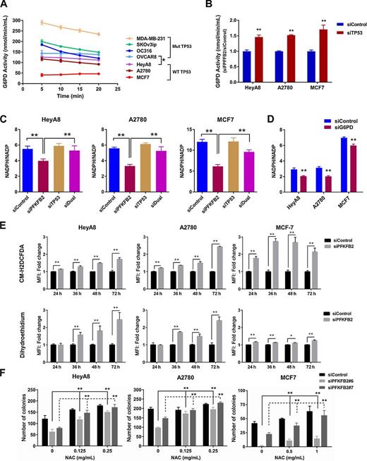 Figure 3. PFKFB2 promotes ovarian and breast cancer survival through a p53-dependent pathway. Measurement of G6PD in ovarian and breast cancer cells. A, The basal activity of G6PD was measured at different incubation times. The enzymatic reaction was saturated after 20 minutes. Each point represents the mean ± SD of product concentration (*, P < 0.05 compared with wtTP53 cell lines). B, G6PD activity with or without TP53 siRNA (siTP53) was measured at 15-minute incubation (**, P < 0.01 compared with siControl). Data were obtained from two independent experiments. NADPH/NADP+ measurements were conducted in ovarian and breast cancer cells with PFKFB2 and/or TP53 siRNA (C) and with G6PD siRNA (D). Cells were transfected with targeting or control siRNA for 48 hours prior to analyses. E, Detection of ROS in ovarian and breast cancer cells. Cells were transfected with PFKFB2 siRNA for different time intervals as indicated, and then cells were harvested and incubated with ROS detection dyes (CM-H2DCFDA and dihydroethidium). Cells were then washed prior to flow cytometric analysis. Mixture of siPFKFB2 #6 and #7 was used in this experiment. The columns indicate the fold change, and the bars indicate the SD (**, P < 0.01). Data were obtained from three independent experiments. F, Clonogenic assays were conducted in ovarian (HeyA8 and A2780) and breast (MCF7) cancer cells with or without PFKFB2 siRNA in the absence or presence of the ROS inhibitor (NAC). Cells were transfected with PFKFB2 siRNA for 24 hours and then replated into 6-well plates with culture medium supplemented with increasing concentrations of NAC as indicated. The medium supplemented with NAC was refreshed daily. Cells were incubated for up to 14 days, and viability was measured by colony counts. Data were obtained from three independent experiments. The columns indicate the mean of colony numbers, and the bars indicate the SD (**, P < 0.01).