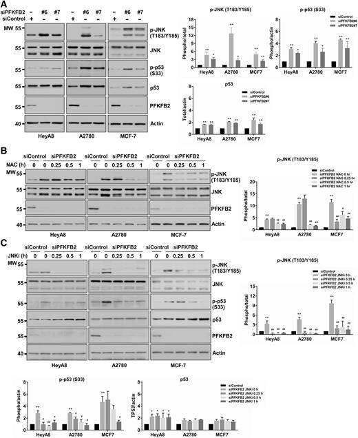 Figure 4. After knockdown of PFKFB2, ROS-dependent phosphorylation of JNK leads to p53 activation in ovarian and breast cancer cells. A, PFKFB2 siRNAs increase phosphorylation of JNK and p53. HeyA8, A2780, and MCF-7 cells were transfected with two different PFKFB2 siRNA (#6 and #7) for 48 hours. Cell lysates were analyzed by Western blots with indicated antibodies. B, NAC, an ROS scavenger, reduces JNK phosphorylation levels. Forty-eight hours post PFKFB2 siRNA transfection cells were treated with 1 mg/mL of NAC for different time intervals as indicated. Mixture of siPFKFB2 #6 and #7 was used in this experiment. Cell lysates were analyzed on Western blots. C, JNK inhibitor (JNKi) decreases p53 phosphorylation levels. Cells were transfected as described in B and then treated with 10 μmol/L of JNKi (SP600125, Selleck Chemicals). The density of protein bands in A–C was determined by ImageJ (developed by NIH) and was plotted next to the blots. Data are represented as mean ± SD from three individual experiments (*, P < 0.05; **, P < 0.01 compared with siControl; ##, P < 0.01 compared to siPFKFB2 JUNKi 0h).