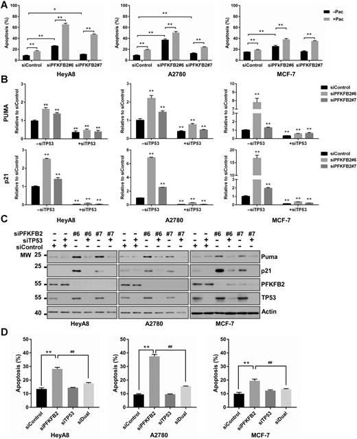 Figure 5. PFKFB2 inhibits p53-dependent apoptosis in ovarian and breast cancers. A, Apoptosis was measured in ovarian and breast cancer cells with or without PFKFB2 siRNA in the presence or absence of paclitaxel. HeyA8, A2780, and MCF-7 cells were transfected with PFKFB2 siRNA or control siRNA for 24 hours followed by paclitaxel treatment (7 nmol/L for A2780, 10 nmol/L for HeyA8, and 8 nmol/L for MCF-7) for an additional 48 hours (apoptosis) or 24 hours (cell cycle). Cells were stained with Annexin V-Alexa 488 prior to flow cytometric analysis. Data were obtained from three independent experiments. The columns indicate the mean, and the bars indicate the SD (**, P < 0.01). mRNA (B) and protein of Puma and p21 (C) in HeyA8, A2780, and MCF-7 cells with or without depletion of PFKFB2 and/or TP53. Cells were transfected with siRNA for 48 hours prior to qRT-PCR and Western blot analyses. Experiments were repeated three times. Quantification of Western blots is presented in Supplementary Fig. S8. D, Measurement of apoptosis was conducted in ovarian and breast cancer cells with or without depletion of PFKFB2 and/or TP53. HeyA8, A2780, and MCF-7 cells were transfected with siRNA for 48 hours. Cells were stained as described in A for flow cytometric analysis. Mixture of siPFKFB2 #6 and #7 was used in this experiment. Data were obtained from three independent experiments. The columns indicate the mean, and the bars indicate the SD (**, P < 0.01 compared with siControl; ##, P < 0.01 compared with siPFKFB2).