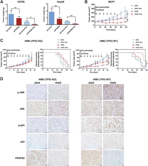 Figure 6. Knockdown of PFKFB2 significantly increases paclitaxel sensitivity in ovarian and breast cancer xenografts. A, Tumor growth of ovarian cancer cells in female athymic nude mice after treatment with PFKFB2 siRNA-DOPC with or without paclitaxel. A total of 1 × 106 HeyA8 or A2780 cells were injected intraperitoneally. After 7-day inoculation, mice (n = 10) were treated with siRNA-DOPC at 5 μg per mouse twice per week and/or paclitaxel at 30 μg per mouse once a week for 4 weeks. All mice were sacrificed, and tumors were weighed when mice in control group became moribund. Tumor growth by weight under different treatments was plotted as mean ± SD (*, P < 0.05; **, P < 0.01). B, Tumor growth of MCF-7 breast cancer cells in female athymic nude mice. A total of 3 × 106 cells were injected into the fourth mammary fat pads 3 days after estradiol pellet implantation. Tumor-bearing mice were randomized into four treatment groups (n = 7) when tumors reached 50 mm3. Mice were treated with (i) sucrose water [−doxycycline (−DOX)]; (ii) sucrose water and 5 mg/kg paclitaxel (−DOX + Pac); (iii) doxycycline water (+DOX); and (iv) doxycycline water and 5 mg/kg paclitaxel (+DOX + Pac). All mice were sacrificed after 6 weeks. (**, P < 0.01). C, Tumor growth of HIM3 isogenic breast cancer cells in NOD/SCID mice. A total of 1 × 106 tumor cells were injected into the fourth mammary fat pads of mice. After tumors reached 50 mm3, tumor-bearing mice were randomized into 4 groups (n = 8). Mice were treated as described in Fig. 6B for 8 weeks. Animal survival was evaluated from the start of treatment until tumors reached 1,000 mm3. Survival curves were generated by GraphPad Prism 7. (*, P < 0.05; **, P < 0.01). D, Representative images of IHC with indicated antibodies from HIM3 TP53 KO tumor tissue and HIM3 wtTP53 tumor tissue. −DOX, wild-type PFKPB2; +DOX, shPFKFB2; scale bar, 20 μm.