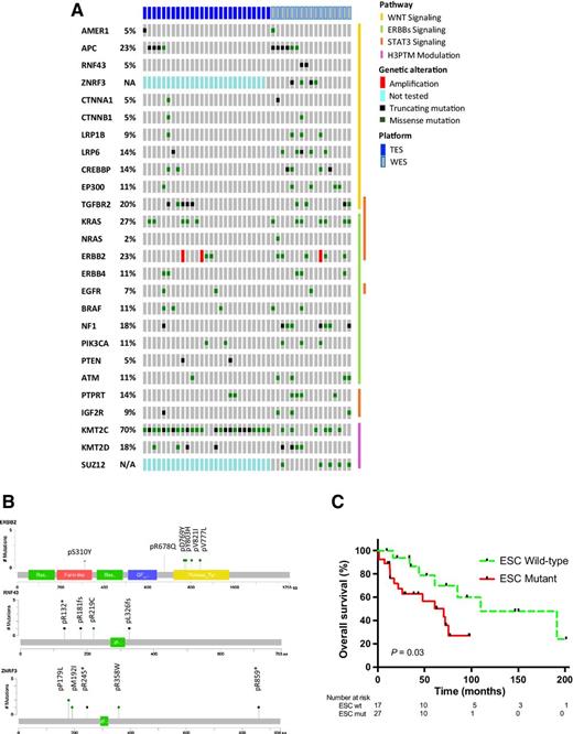 Figure 2. Gene set mutations in SBA. A, Oncoprint representation of frequently mutated genes in SBA across WES and TES cohorts. B, Nonsynonymous mutation mapping in ERBB2, RNF43, and ZNRF3 found in WES and TES cohorts. C, Kaplan–Meier plot representing overall survival (months) in patients with and without mutations in 8 members of the ESC (HR = 2.4, P = 0.03).