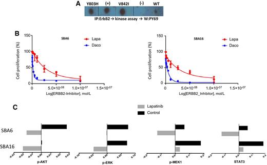 Figure 4. In vitro sensitivity of ERBB2 kinase domain mutant cell lines SBA-6 and SBA-16 to ERBB2 inhibition. A, In vitro kinase assay using endogenous pulled-down ERBB2 from kinase mutant SBA cell lines [SBA-6 (V842I) and SBA-16 (Y803H)] or kinase wild-type (WT) KM12L4 colorectal cancer cells. Representative dot-blot conditions are shown from original single blot containing multiple replicates and controls. B, Log-dose versus response in SBA tumor-derived cell lines SBA-6 (left) and SBA-16 (right) treated with ERBB2 inhibitor lapatinib (Lapa) or dacomitinib (Daco). C, Following treatment with Lapa at 100 nmol/L for 72 hours cells lines were analyzed and fold change of normalized medians for each protein derived from RPPA for downstream ERBB2 signaling proteins are shown: phospho-AKT_pT308, phospho-ERK1-pT202_Y204, phospho-MEK1-pS217_S221, and total STAT3.