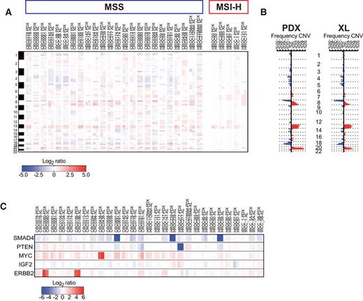 Figure 2. Comparison of CNVs unveils gain or loss of selected genome segments in PDX-XL matched models. A, Heatmap comparing copy-number aberrations between matched PDX and XL models in log2 scale, as assessed by whole-exome sequencing (WES). Red colors indicate gains, while blue colors indicate losses. The band on the left represents chromosomes 1–22. B, Plot of frequency of gains and losses for each position per group (PDX and XL) along the genome, as assessed by WES. Each horizontal dotted line represents chromosomal boundaries. C, Heatmap comparing copy number between matched PDX and XL models in log2 scale for the indicated genes.