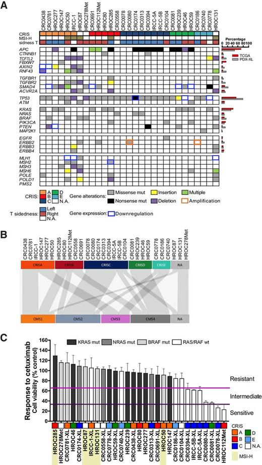 Figure 3. Genomic landscape of deregulated signaling pathways in PDX-XL pairs and response to cetuximab treatment. A, Landscape of the gene alterations found in the PDX-XL pairs; missense mutations (gray boxes), nonsense mutations (black boxes), insertion (yellow boxes), and deletion (violet boxes) as well as co-occurrence of multiple alterations (green boxes) are displayed. Orange squared boxes indicate gene amplification, while blue squared boxes indicate gene downregulation. Genes are grouped according to signaling pathways; cases are grouped according to transcriptional CRIS classification of XLs (as assessed in ref. 27). Primary tumor site (right and left) for each cell line is also reported. MSI-H cases are also shown. Right panel shows percentage of gene alterations in PDX-XL pairs (gray bars) compared with percentage of cases reported in TCGA CRC cases (red bars). B, Caleydo view of correspondences between the CRIS versus CMS class assignments of XLs. C, Bar graph representing the effect of cetuximab treatment normalized on control untreated cells for the XLs. Viability was assessed by measuring ATP content after 6 days of treatment with cetuximab at the clinically relevant dose of 10 μg/mL. Data represent the average of value obtained from at least three independent experiments; error bars represent SD. On the basis of their response to cetuximab, cell lines were subdivided in three different groups: resistant (first tertile, range 100%–66%), intermediate (second tertile, range 65%–34%), and sensitive (third tertile, range 33%–1%). MSI-H cells are highlighted in light yellow, and for each cell line its CRIS classification is reported.