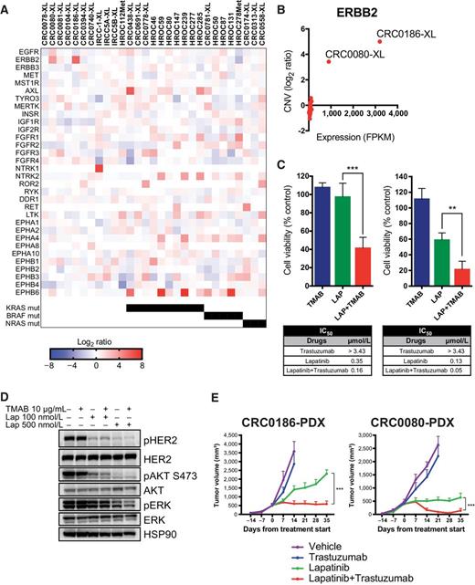 Figure 4. Identification of overexpressed RTKs in colorectal cancer XLs and effects of HER blockade in ErBB2-amplified cell models. A, Heatmap showing the relative expression (log2 ratio FPKM) of receptor tyrosine kinases (RTK) as identified by RNA-seq analysis of 29 XLs. RTKs listed here (n = 32) represent the only members of this class of protein passing the filtration process during RNA-seq analysis. KRAS, BRAF and NRAS mutational status is also indicated. B, Scatter plot displaying the correlation between absolute ERBB2 expression (FPKM, x-axis) and relative ERBB2 copy-number variation (CNV, log2ratio) in the 29 XLs, as assessed by RNA-seq and WES analyses, respectively. ERBB2-overexpressing and amplified XLs (CRC0080-XL and CRC01086-XL) are indicated. C, Short-term viability assay showing the effects of single dose of trastuzumab (TMAB, 25 μg/mL), lapatinib (LAP, 120 nmol/L), and combination of lapatinib and trastuzumab (LAP+TMAB) on ERBB2-amplified CRC0186-XL (left) and CRC0080-XL (right). Viability was assessed by measuring ATP content after 6 days of treatment. Data represent the values obtained from at least three independent experiments in triplicate, normalized on control DMSO-treated cells; error bars indicate SD (lapatinib vs. lapatinib + trastuzumab in CRC0186-XL: ***, P = 0.001; lapatinib vs. lapatinib + trastuzumab: **, P = 0.0036 in CRC0080-XL; unpaired Student t test). IC50 values were calculated from dose inhibition curves using GraphPad Prism software. D, Activation status/phosphorylation of HER2 receptor and downstream pathway in dose–response experiments in CRC0186-XL. Cells were treated with the indicated concentrations of trastuzumab (TMAB), lapatinib (Lap), or the combination of both drugs for 4 hours. Cell extracts were immunoblotted with the indicated antibodies. HSP90 was used as loading control. E, In vivo tumor growth curves of CRC0186-PDX (n = 6) and CRC0080-PDX (n = 6) treated with the indicated modalities. Data represent the mean of tumor volume at each time point; error bars indicate SEM (lapatinib vs. lapatinib + trastuzumab: ***, P < 0.001 by two-way ANOVA test). Response curves for both models were previously reported in ref. 49 and are reshown here for comparative purposes.