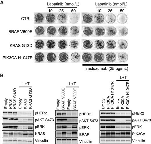 Figure 5. Constitutive expression of mutant RAS/BRAF/PIK3CA mediates resistance to lapatinib + trastuzumab combinatorial treatment in ErBB2-amplified cells. A, Long-term viability assay showing the effect of different indicated doses of lapatinib in absence or in presence of doses of 25 μg/mL of trastuzumab on ERBB2-amplified CRC0186-XL transduced with lentiviral vector overexpressing BRAF V600E, KRAS G13D, or PIK3CA H1047R mutants. Cells transduced with empty lentiviral vector were used as control (CTRL). Cell viability was assessed by crystal violet staining after 15 days of treatment. Representative wells were photographed and reported. B, Activation status/phosphorylation of HER2 receptor and downstream pathway in CRC0186-XL transduced with lentiviral vector overexpressing the indicated alleles. Cells transduced with empty lentiviral vector were used as control. Cells were treated with the combination of 500 nmol/L of lapatinib and 10 μg/mL of trastuzumab (L + T) for 4 hours. Cell extracts were immunoblotted with the indicated antibodies. Vinculin was used as loading control.
