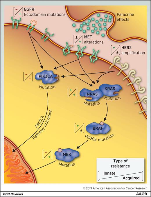 Figure 1. Forms of innate and acquired resistance to anti-EGFR agents in metastatic colorectal cancer. +, Presence of a resistance mechanism (either innate or acquired); −, absence of a resistance mechanism (either innate or acquired).