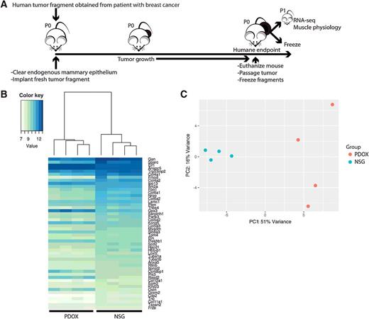 Figure 1. Establishment of BC-PDOX model. Analysis of SkM from BC-PDOX mice compared with NSG controls indicates widespread transcriptional reprogramming of SkM transcriptome in response to tumor growth. A, Schematic diagram outlining establishment of BC-PDOX models (P0) and passaging of tumor to generate study animals (P0-P2). B, Normalized gene expression heatmap showing differential expression patterns of the 50 most differentially expressed genes between BC-PDOX (n = 4) and NSG control mice (n = 4) organized according to unsupervised clustering analysis. C, Principal component analysis showing that transcriptional profiles of NSG and BC-PDOX SkM cluster separately, indicating that tumor growth induces transcriptional alterations in SkM.