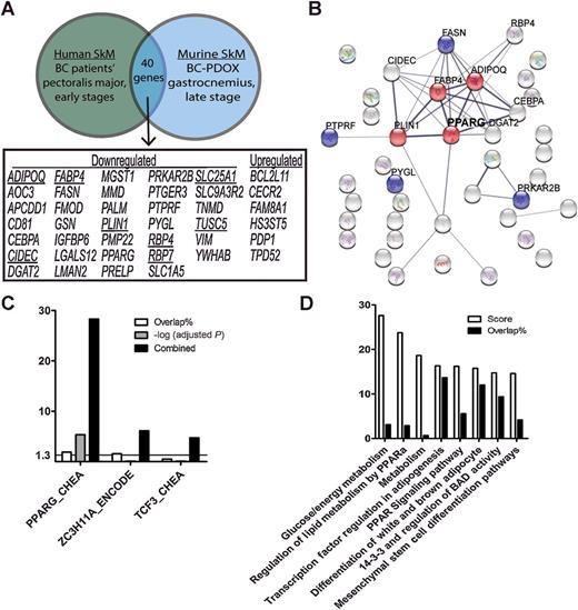 Figure 3. Genes with altered expression in patients with breast cancer and BC-PDOX mice identifies PPAR signaling as potential driver of breast cancer–induced SkM Fatigue. A, Venn diagram identifying 40 genes with commonly altered expression (e.g., downregulated in both sets) in both human patients with breast cancer and BC-PDOX mice, with experimentally verified targets of PPARs underlined. B, STRING in silico protein–protein interaction analysis identifies significant functional interactions between the 40 commonly altered transcripts (P = 4.87e-14), with PPARγ and related signaling molecules central to the generated network of protein–protein interactions present in the set of 40 commonly altered transcripts (red, KEGG 03320, FDR = 0.003). Insulin signaling molecules are also significantly enriched in this gene set (blue, KEGG 04910, FDR = 0.018). C, PPAR signaling is identified by GeneAnalytics twice in the eight pathways identified as high-scoring matches (corrected P < 0.0001). D, Enrichr in silico transcription factor analysis (ENCODE and ChEA Consensus from ChIP-X) identified PPARγ as the single significantly enriched transcriptional regulator in the 40 commonly altered transcripts. The y-axis reports overlap%, –log (adjusted P), and combined scores for each transcription factor as reported by Enrichr; −log(adjusted P) > 1.33 is equivalent to adjusted P < 0.05.