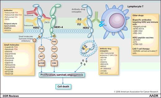 Figure 3. Approved and emerging HER2-targeted therapies in clinical development. HER2-targeted therapies approved by the FDA for HER2-positive cancer or currently in clinical trials (from www.clinicaltrials.gov, last accessed July 11, 2018). Therapies followed by FDA in red font indicate that the drug is FDA approved. CAR, chimeric antigen receptor.