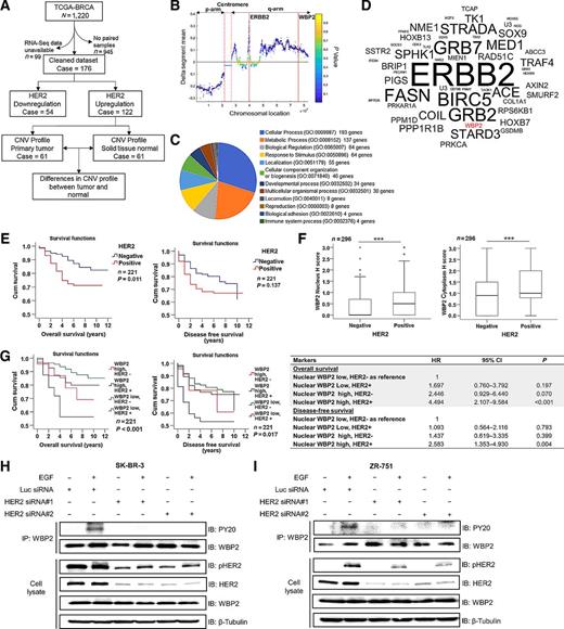 Figure 1. A–D, Bioinformatic analysis of TCGA-BRCA (Breast Invasive Carcinoma) dataset. A, Flowchart describing the analysis pipeline of copy number variation (CNV) profile of HER2-overexpressing breast cancers. B, Differences in CNV profile between primary tumor and non-cancer solid tissue. Positive values indicate amplification in primary tumor, while negative values indicate deletion in primary tumors. Colormap indicates the statistical significance (P value) of the difference between primary tumor and solid tissue normal. C, Pie chart showing biological processes associated with genes coamplified with HER2. Panther Classification System was used for the analysis. D, Word cloud showing the frequency of association between each coamplified genes with breast cancer, and EGFR or HER2. E–G, IHC and correlation analyses of WBP2 and HER2 expression in human breast tumors to survival outcomes. E, Kaplan–Meier survival analysis of the OS and DFS survival of patients segregated into HER2+ and HER2− groups (n = 221). F, Boxplot of WBP2 expression in HER2+ and HER2− breast tumors (n = 296). G, Kaplan–Meier analysis of OS and DFS of patients segregated based on WBP2 and HER2 expression status (n = 221). High WBP2 expression is defined as nuclear IHC score of more than 1. Statistical significance was determined by Mann–Whitney U test and log-rank test (***, P < 0.001). H and I, Phosphorylation of WBP2 is dependent on HER2. HER2 was knocked down in human breast cancer cells, SK-BR-3 (H) and ZR-751 (I), via HER2-specific siRNAs. Luciferase siRNA was used as negative control. Cells were treated with 50 ng/mL EGF for 10 minutes after 24-hour serum starvation. Cell lysates were immunoprecipitated (IP) with anti-WBP2 antibody and phosphorylation of endogenous WBP2 was analyzed by Western blot analysis (IB) using anti-phosphotyrosine (PY20) and anti-WBP2 antibodies. HER2 was analyzed by Western blot analysis (IB) with indicated antibodies. β-Tubulin was used as a protein-loading control.