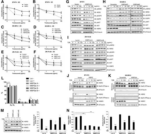 Figure 2. A–F, Dose-dependent effect of trastuzumab on the proliferation of HER2-positive breast cancer cells with WBP2 overexpressed or knocked down. WBP2 was overexpressed in BT-474 using lentivirus (A and B) or knocked down using two different WBP2-specific shRNA in SK-BR-3 (C and D) or two different WBP2-specific siRNAs in ZR-75-30 (E and F). Cells were plated in 96-well plates for 2D culture (A, C, E) or 96-well ultra-low attachment plates for 3D culture (B, D, F) at 10,000 cells per well. After 3 days (SK-BR-3) or 5 days (BT-474 and ZR-75-30) of incubation with trastuzumab, cell viability was measured using CellTiter 96 aqueous nonradioactive cell proliferation assay. Cell viability was calculated as fold change compared with trastuzumab-untreated control cells. The data represent mean ± SD (n = 3). Statistical significance was determined by Student t test (* or +P < 0.05; ** or ++P < 0.01; *** or +++P < 0.001 vs. vector or control). G–I, Dose-dependent effect of trastuzumab on HER2 and its downstream signaling pathway. WBP2 was overexpressed in BT-474 using WBP2-expressing lentivirus (G) or knockdown using two different shRNAs targeting WBP2 in SK-BR-3 (H) or two different siRNAs targeting WBP2 in ZR-75-30 (I). Cells were treated with different concentrations of trastuzumab (0, 1, 10, 100 μg/mL) for 3 days (SK-BR-3) or 5 days (BT-474 and ZR-75-30). Expression and phosphorylation of proteins were analyzed by Western blot analysis using the indicated antibodies. J and K, Effect of WBP2 on cell surface HER2 level in the absence or presence of trastuzumab. BT-474 cells expressing WBP2 or vector (J) and SK-BR-3 cells expressing WBP2 shRNA or scramble shRNA (K) were treated with different concentrations of trastuzumab (0, 1, 10, 100 μg/mL). After 3 days (SK-BR-3) or 5 days (BT-474) of treatment, cells were separated into membrane and cytosol fraction using Mem-PERTM Plus Membrane Protein Extraction Kit. HER2 level in the membrane and cytosol fractions were analyzed by Western blot analysis. L–N, Effect of WBP2 on trastuzumab-induced G1 arrest. Two different siRNAs targeting WBP2 were transfected into ZR-75-30 cells that were subsequently treated with 100 μg/mL of trastuzumab for 5 days. L, Cells were stained with propidium iodide (PI) and cell-cycle distribution was analyzed by flow cytometry. Cyclin D1 protein level (M) and mRNA level (N) were analyzed. Protein expression level of cyclin D1 was quantitated and normalized to β-tubulin using ImageJ software and cyclin D1 expression in control (Luc siRNA or Vector) without trastuzumab was defined as 1. WBP2 or cyclin D1 mRNA expression level was analyzed by qRT-PCR and normalized to 18s rRNA. The data represent mean ± SD from three independent experiments (n = 3). Statistical significance was determined by Student t test (*, P < 0.05; **, P < 0.01; ***, P < 0.001 vs. control).