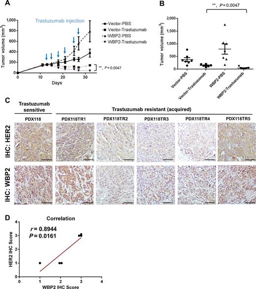Figure 3. Effect of WBP2 on tumor response to trastuzumab in vivo. Five-week-old female athymic nude mice (n = 6–7) were implanted with 0.72-mg 60-day release 17β-estradiol pellets. After 2 days, BT-474 control (vector) or WBP2-overexpressing cells (1 × 107 of cells in 200 μL of DPBS and Matrigel 1:1 mixture) were injected subcutaneously into a mouse mammary fat pad. When the tumor size reached 150–200 mm3, the mice were divided into groups, keeping average tumor size similar between groups, and treated with trastuzumab (10 mg/kg, Roche) or PBS (control) intraperitoneally twice weekly for three weeks. A and B, The tumor size was measured twice weekly with calipers and tumor volumes calculated as follow: volume = (width2 × length)/2. Tumor growth was presented in time-course line plot (A) and endpoint dot plot (B). The data represent mean ± SEM. Statistical significance was determined by Mann–Whitney test. C and D, HER2 and WBP2 expression in PDX model of isogenic trastuzumab-sensitive and -resistant breast cancer cells. C, HER2 and WBP2 expression in tumor from trastuzumab-sensitive or resistant PDXs that were established in J. Arribas's research group (24) were analyzed by IHC. Scale bars, 250 μm. D, Statistical correlation studies of the IHC scores for HER2 and WBP2 for each tumor was performed using the Pearson correlation test.