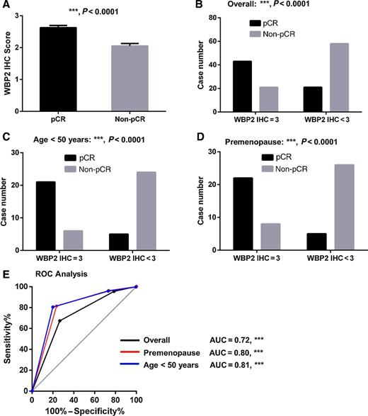 Figure 4. Correlation between WBP2 expression and pCR. A–D, Analyses of WBP2 expression (based on IHC) in breast tumors of neoadjuvant trastuzumab + chemotherapy-treated patients segregated into those that showed pCR and partial/non-pCR (non-pCR; n = 143). A, WBP2 IHC scores in pCR or non-pCR groups. The data represent mean ± SEM. Statistical significance was determined by Mann–Whitney test. B–D, WBP2 expression was segregated into IHC score of 3 or <3 and pCR or non-pCR in the overall group (B), in the age <50 years group (C), and premenopausal group (D). Statistical significance was determined by Fisher exact test. E, ROC analysis was conducted for overall group, premenopausal group, and aged below 50 years group. Area under the curve (AUC) of overall, premenopausal group, and aged below 50 years group was calculated (***, P < 0.0001).
